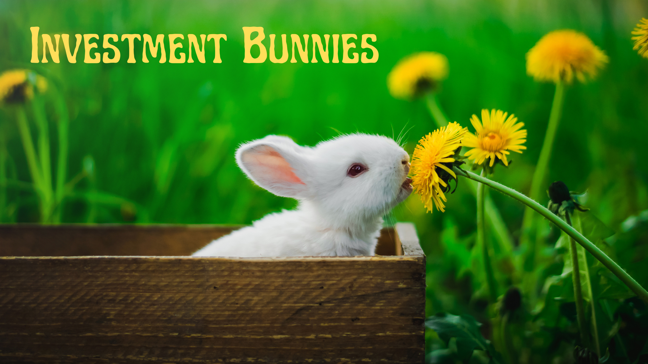 Investment Bunnies